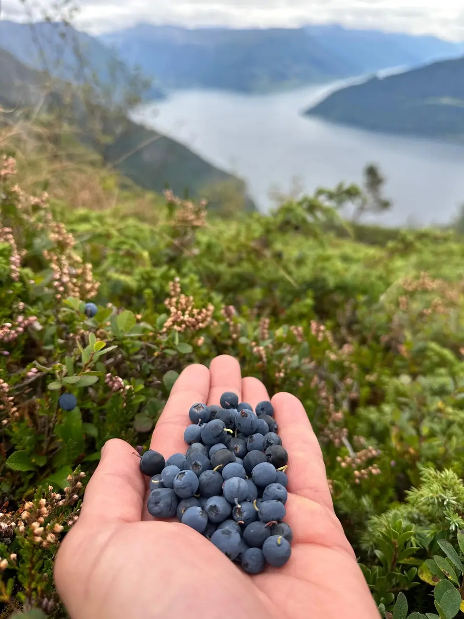 挪威峡湾山地自行车之旅：蓝莓在手